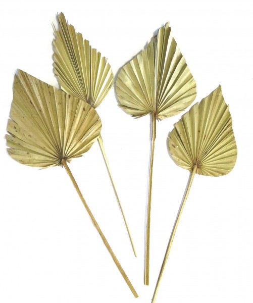Trockenblume Palm Blatt Wedel Deko Natur 4 Stück 23 x 62 cm Dijk Natural Collection