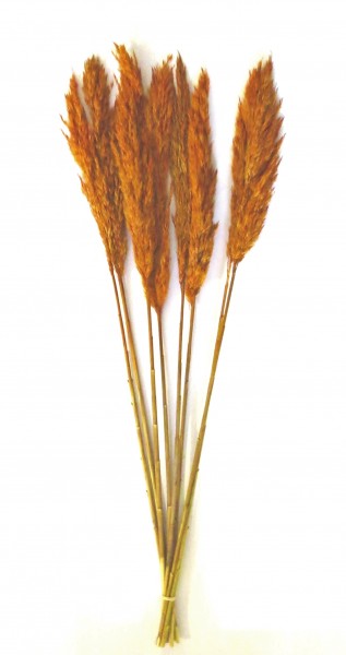 Trockenblume Rostfarben Bund Deko Natur 78 cm